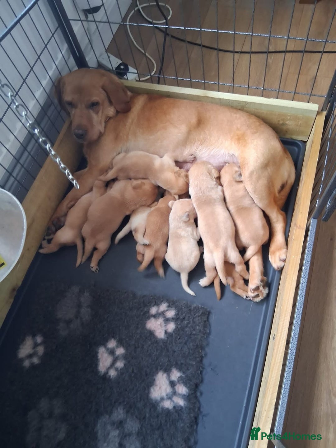 Labrador Retriever dogs for sale: KC registered Labrador retriever pups - Advert 2
