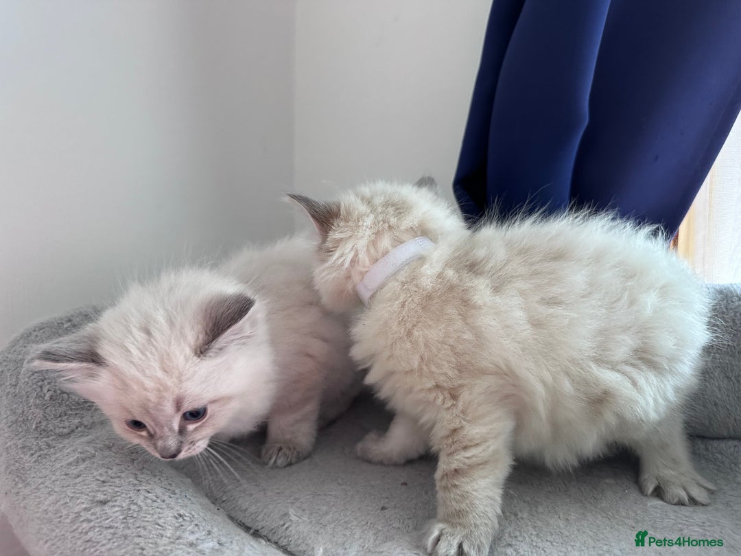 Ragdoll cats for sale: Gorgeous Ragdoll Lynx Girls!  - Image 5
