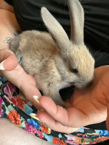Mixed Breed rabbits for sale - Advert 1