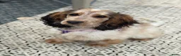 Cockapoo dogs for sale: 🌟 OUTSTANDING cockapoo puppies F1B 🌟 - Advert 10