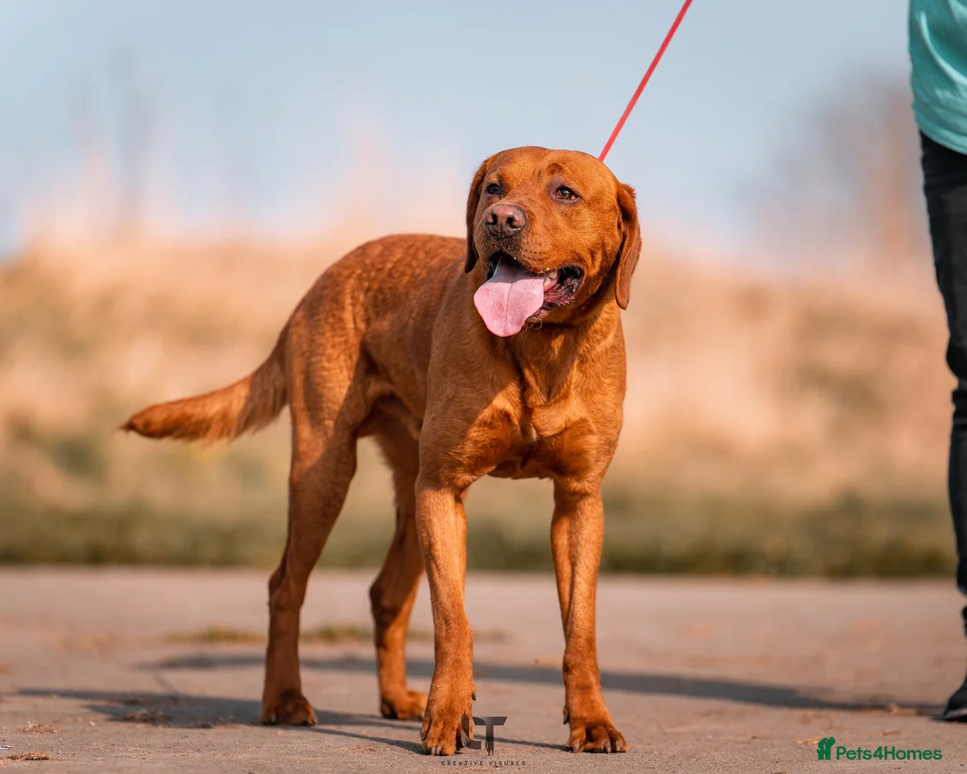 Labrador Retriever dogs for stud: Dark Fox Red Labrador For Stud in Leeds - Advert 6