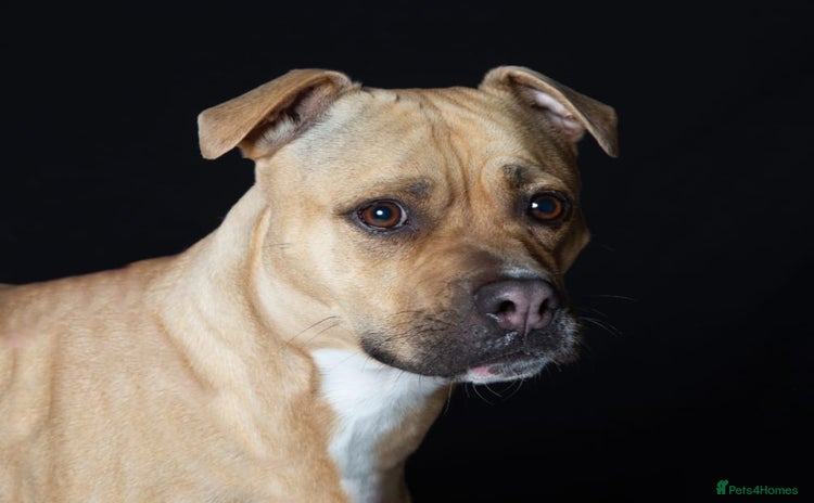 Mixed Breed dogs - Advert 2