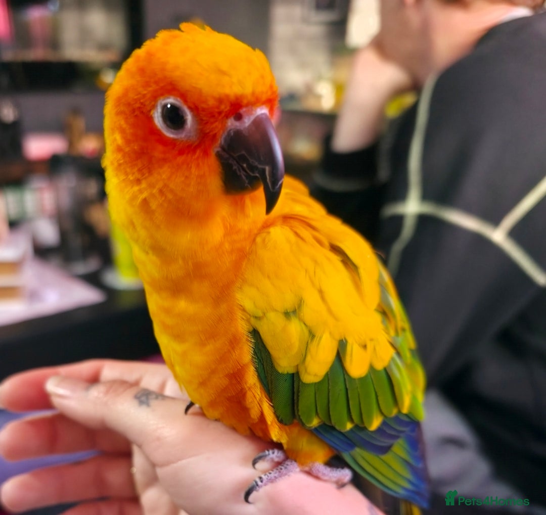 Conures birds for sale: SUPER TAME female sun conure beautiful  - Advert 7
