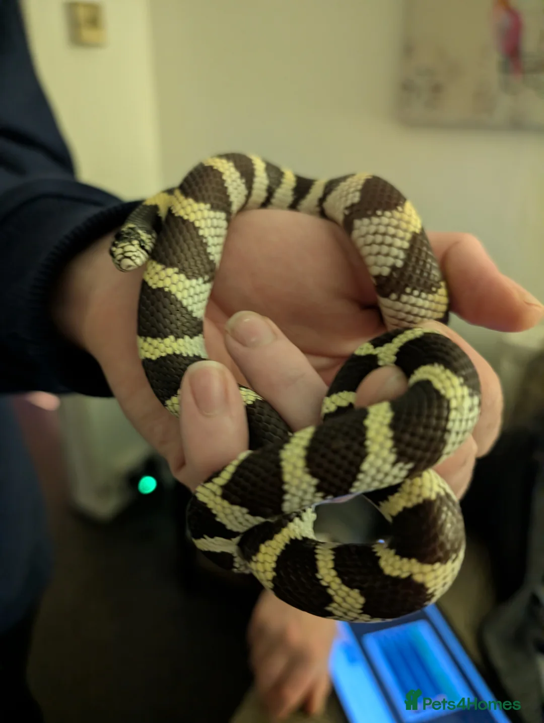 King Snake reptiles for sale: Californian king snake  - Advert 1
