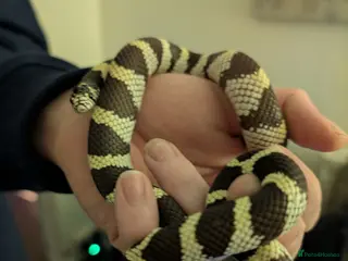 King Snake reptiles Californian king snake - Advert 6