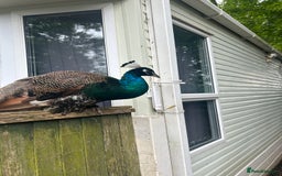 Peafowl poultry for sale: 2 gorgeous peacock boys  - Image 3
