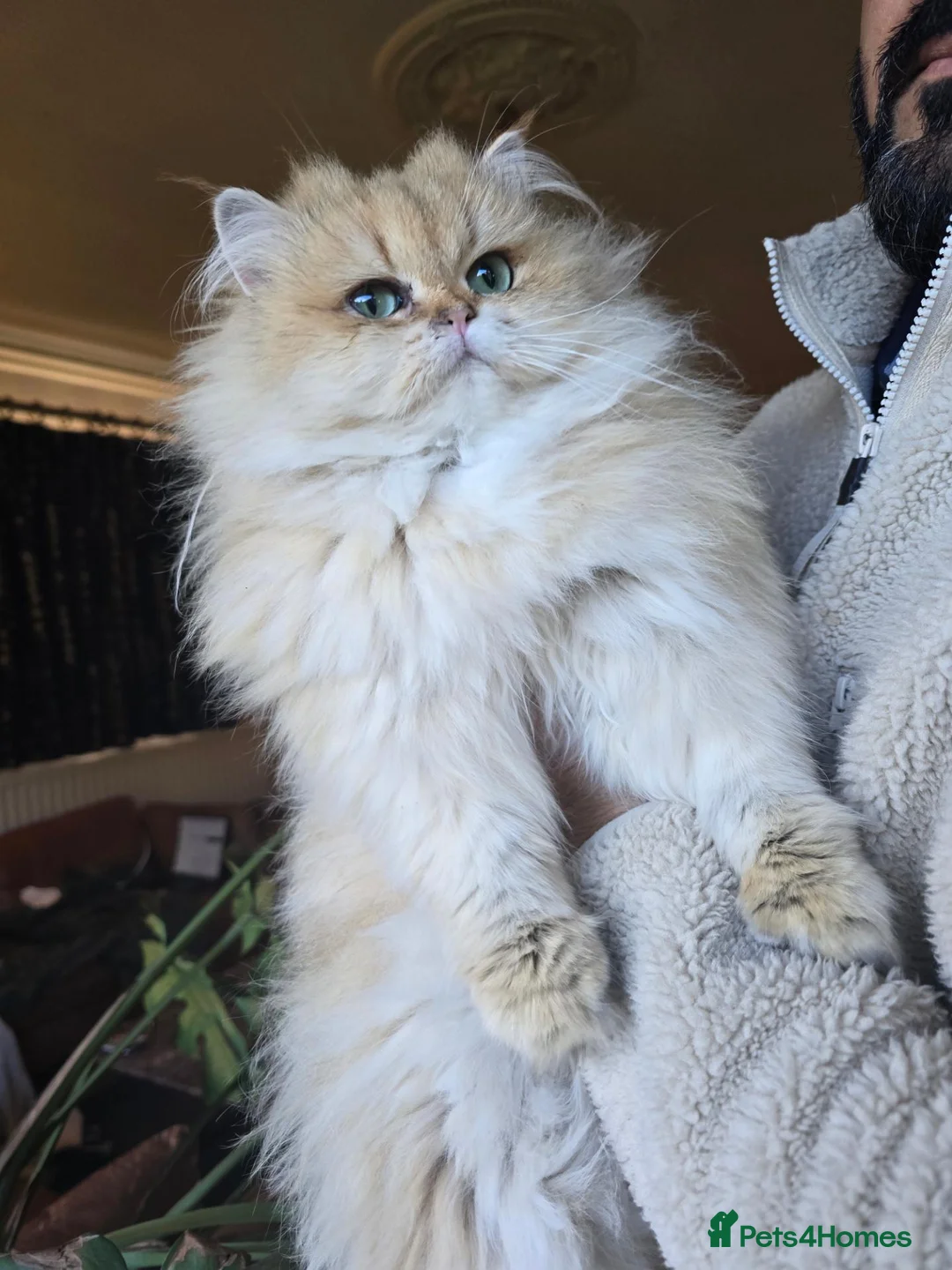 British Longhair cats for sale: British longhair Female very loving - Advert 1