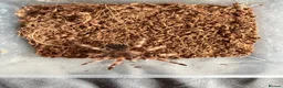 Mixed Breed invertebrates for sale: Tarantula and scorpion collection for sale - Advert 7