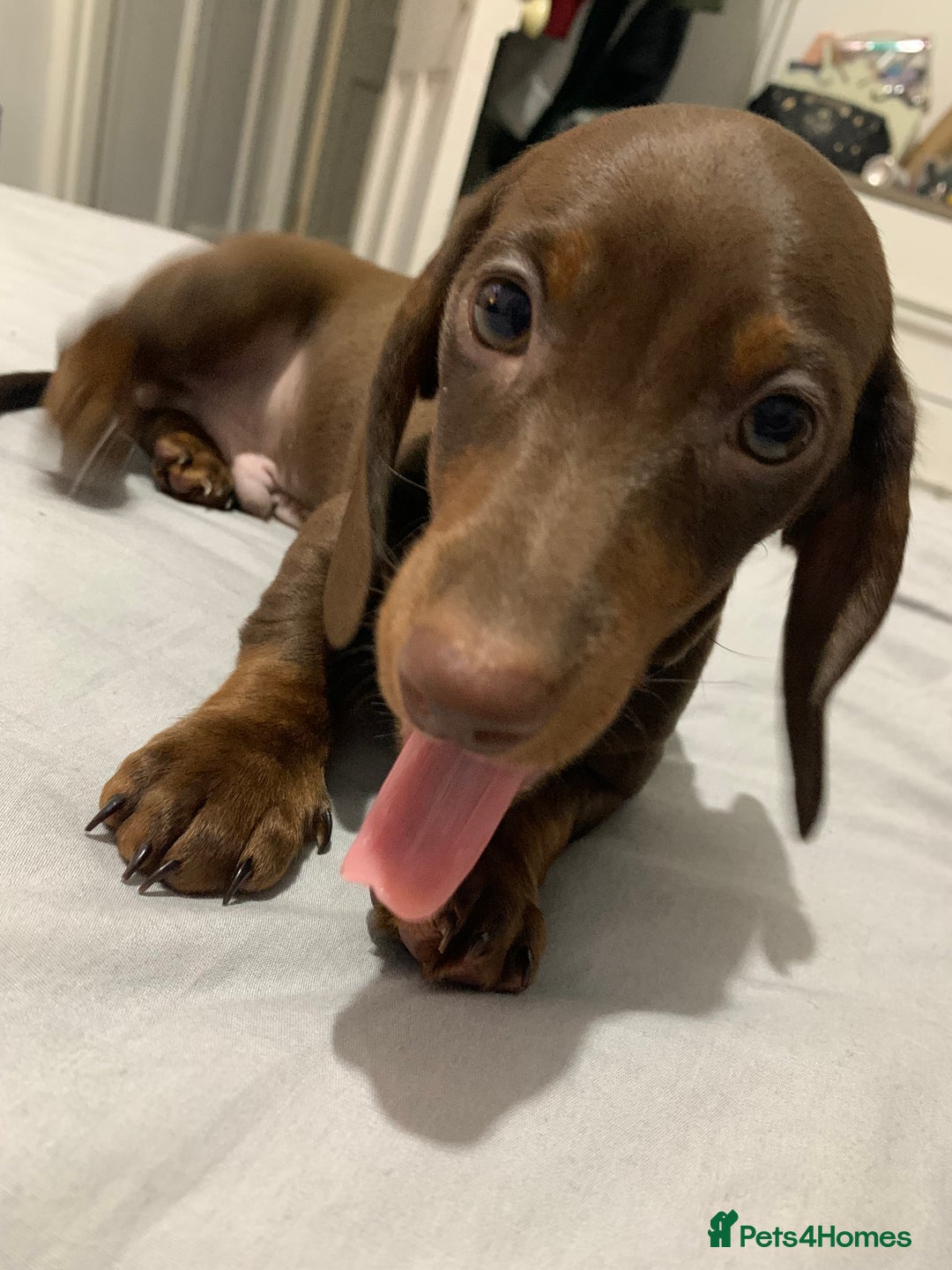 Miniature Dachshund dogs for stud: Miniature Dachshund STUD dog  - Advert 2