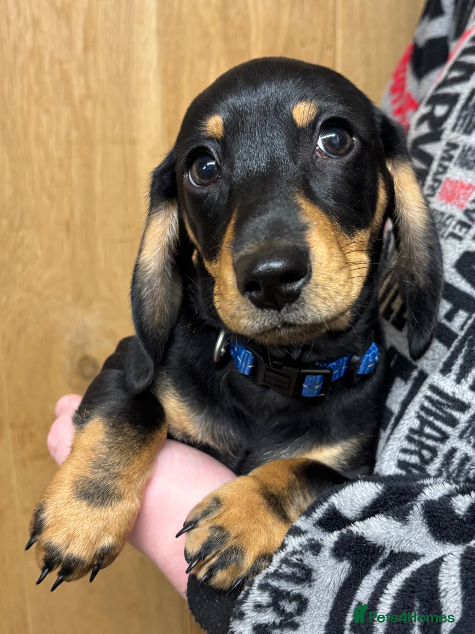 Miniature Dachshund dogs Last Two Miniature Dachshund Puppies - Advert 1