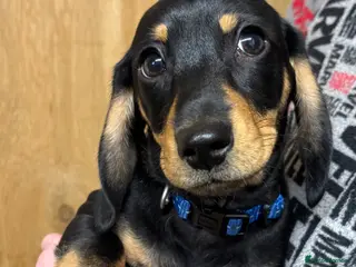 Miniature Dachshund dogs Last Two Miniature Dachshund Puppies - Advert 1