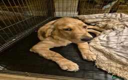 Golden Retriever dogs for sale: 4 month golden retriever pup - Image 1