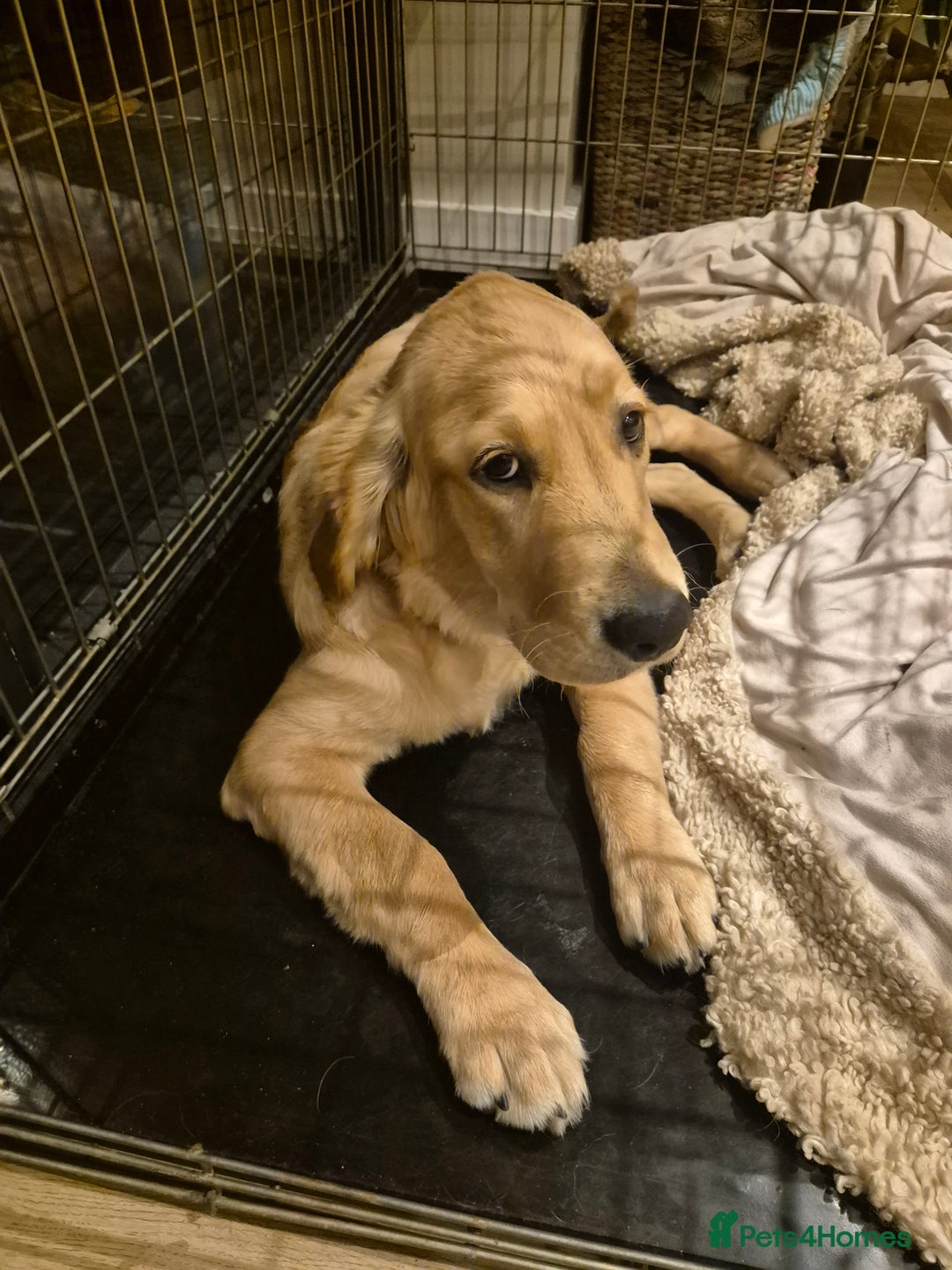 Golden Retriever dogs for sale: 4 month golden retriever pup - Image 1