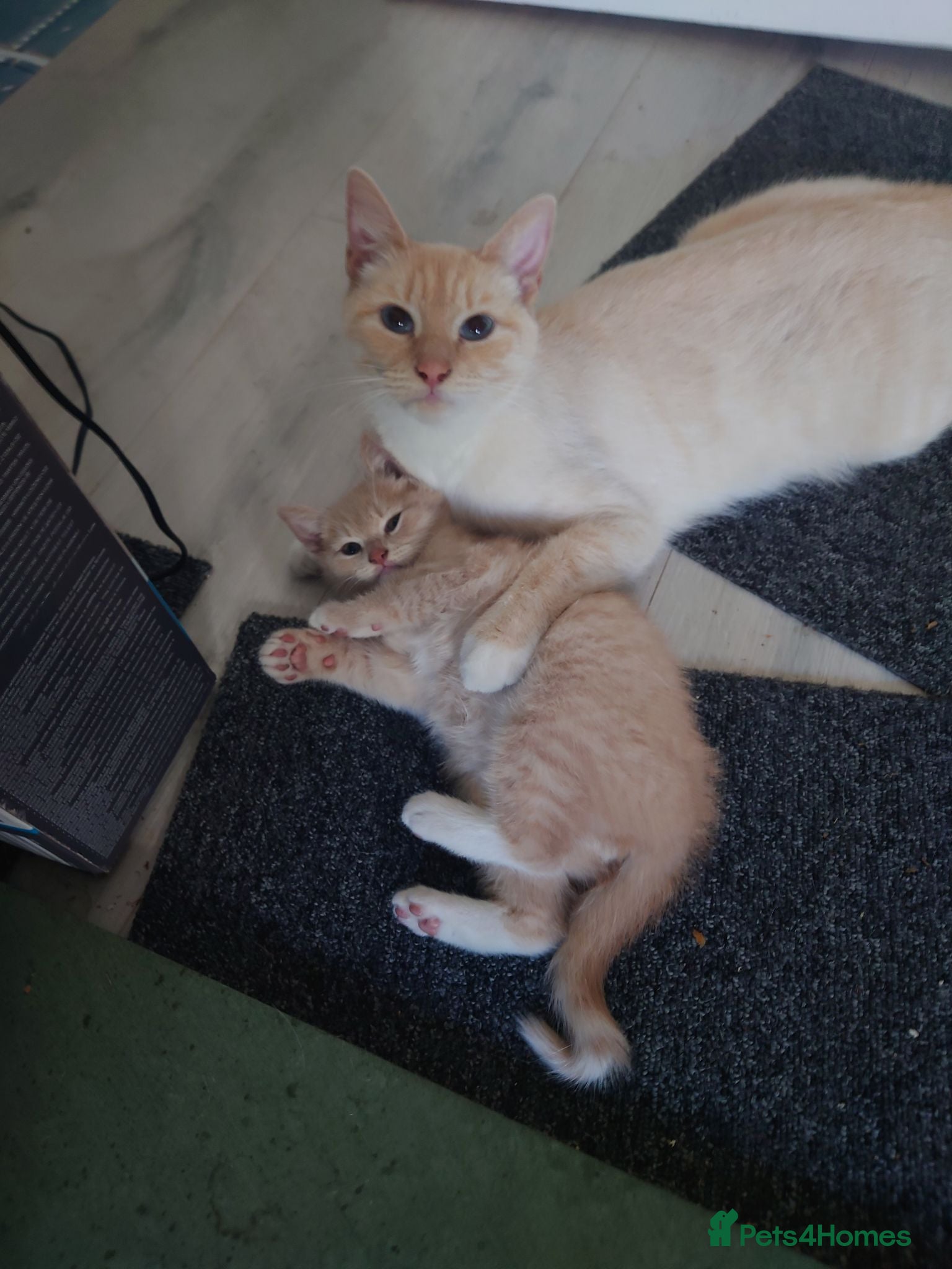 Mixed Breed cats 1 Apricot (cream) male kitten for sale - Advert 1