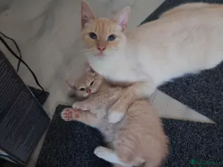 Mixed Breed cats 1 Apricot (cream) male kitten for sale - Advert 1