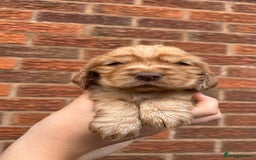 Cocker Spaniel dogs for sale: KC Reg Show Cocker Rizi Bizi bloodline Puppies - Image 6