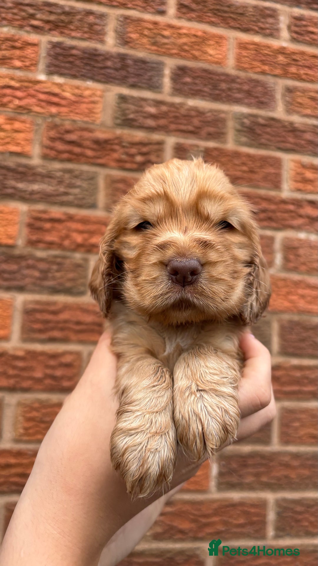 Cocker Spaniel dogs for sale: KC Reg Show Cocker Rizi Bizi bloodline Puppies - Image 6