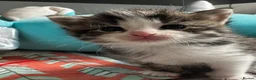 Mixed Breed cats for sale: 2 female and 2 male kittens  - Advert 10
