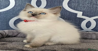 Ragdoll cats - Advert 1