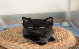 Domestic Shorthair cats for sale: Beautiful litter of kittens 2 male one female  - Image 4