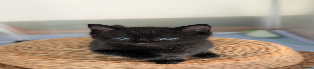 Domestic Shorthair Kitten 2