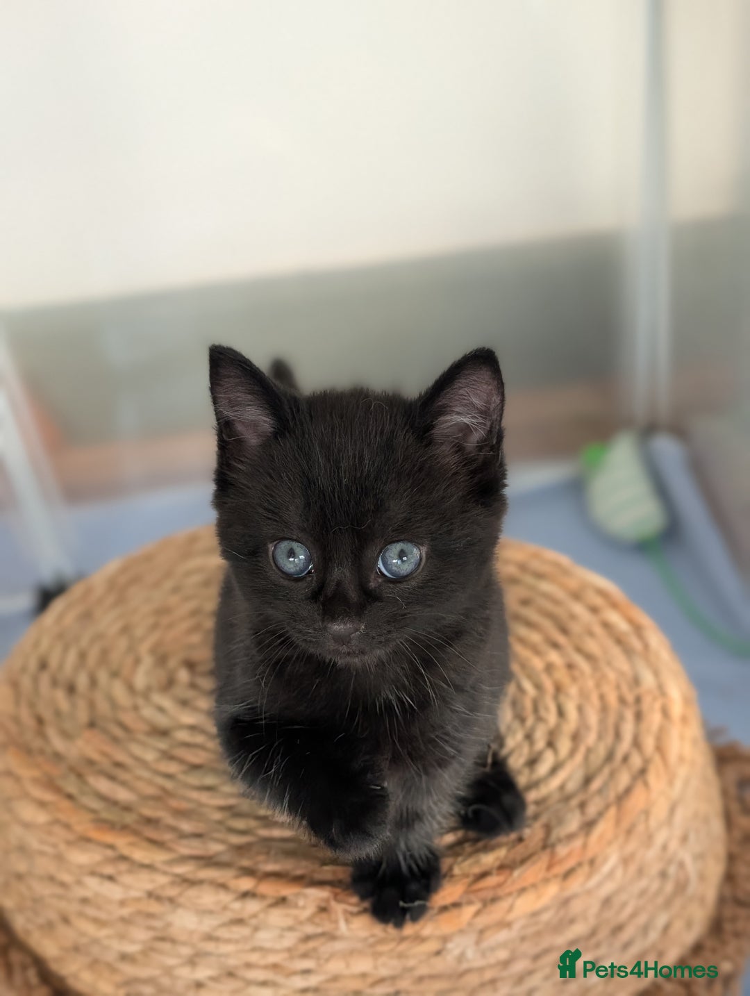 Domestic Shorthair cats for sale: Beautiful litter of kittens 2 male one female  - Image 4