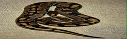 Python Snake reptiles for sale: 3 Royal Pythons for rehoming  - Advert 7