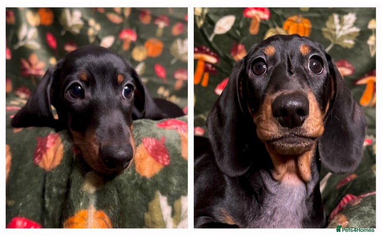 Miniature Dachshund dogs - Advert 4