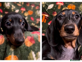 Miniature Dachshund dogs - Advert 23