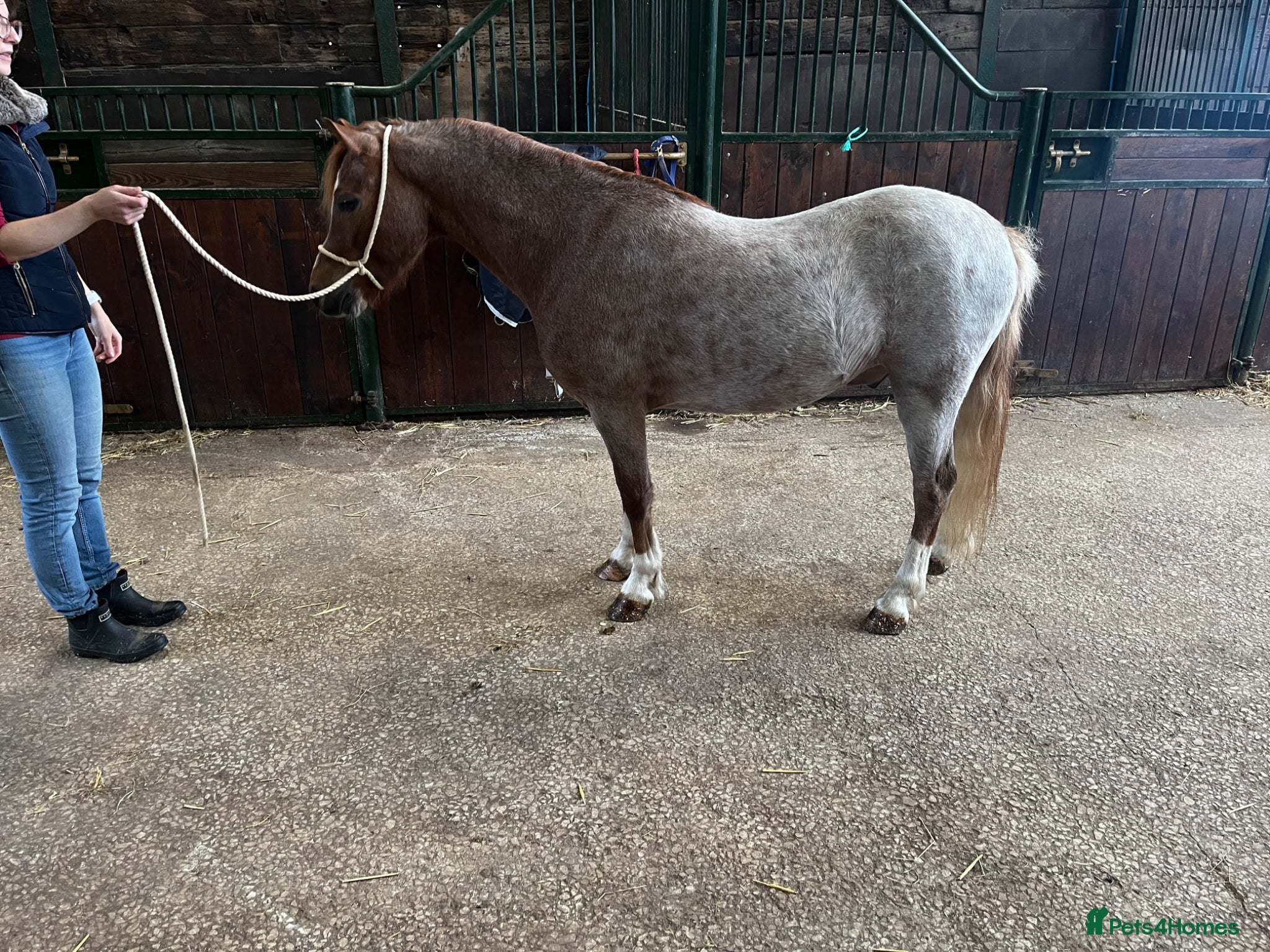 Welsh Section A horses For sale section A gelding  - Advert 19