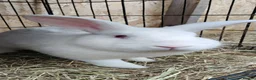 New Zealand rabbits for sale: New Zealand white rabbits - Advert 7
