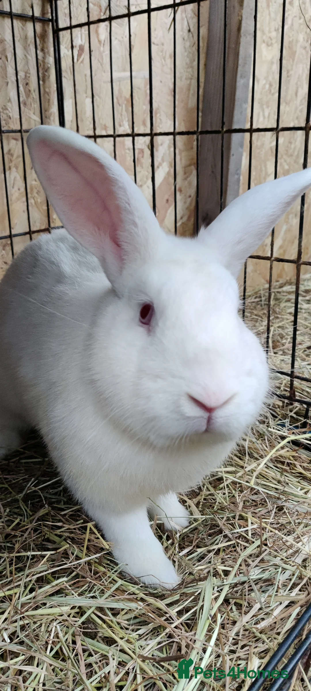 New Zealand rabbits for sale: New Zealand white rabbits - Advert 7