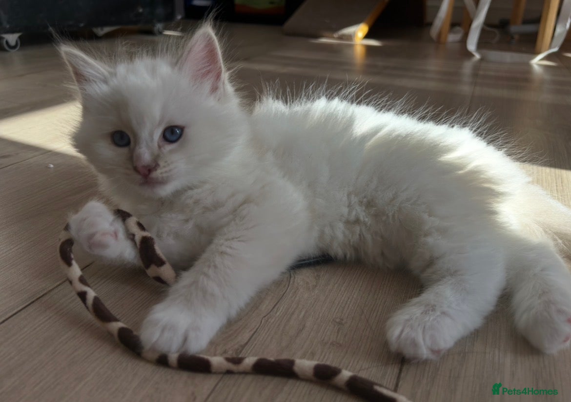 Ragdoll cats Adorable kittens  - Advert 2