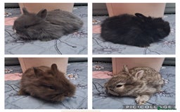 Mixed Breed rabbits for sale: Beautiful baby rabbits for sale - Image 1