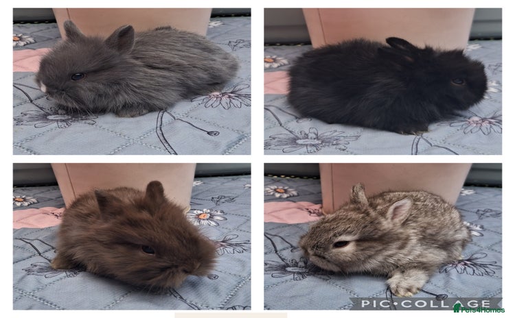 Mixed Breed rabbits - Advert 2