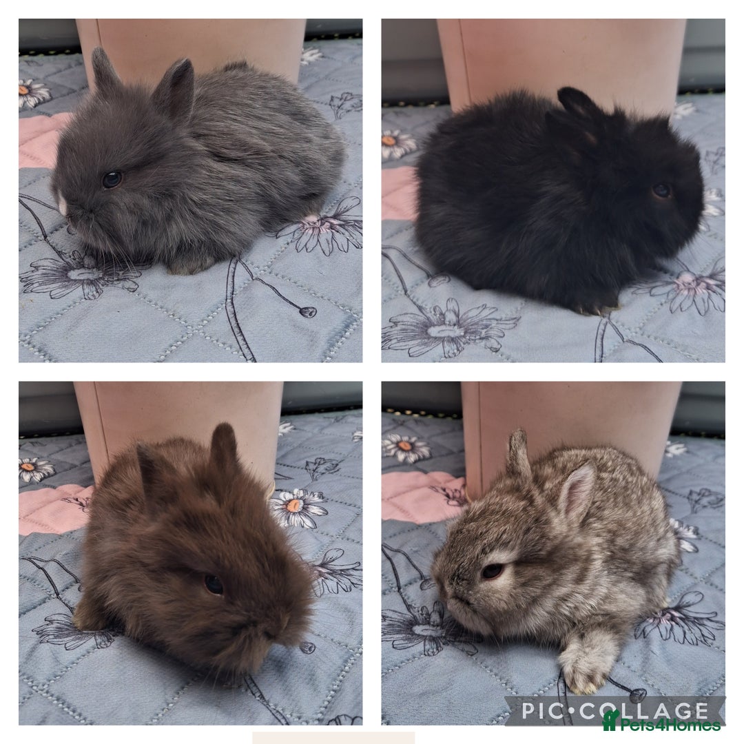 Mixed Breed rabbits for sale: Beautiful baby rabbits for sale - Image 1