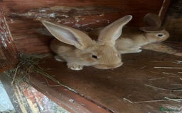 Continental Giant rabbits for sale: Yellow Continental Giant Kits. Ready to RESERVE - Image 7