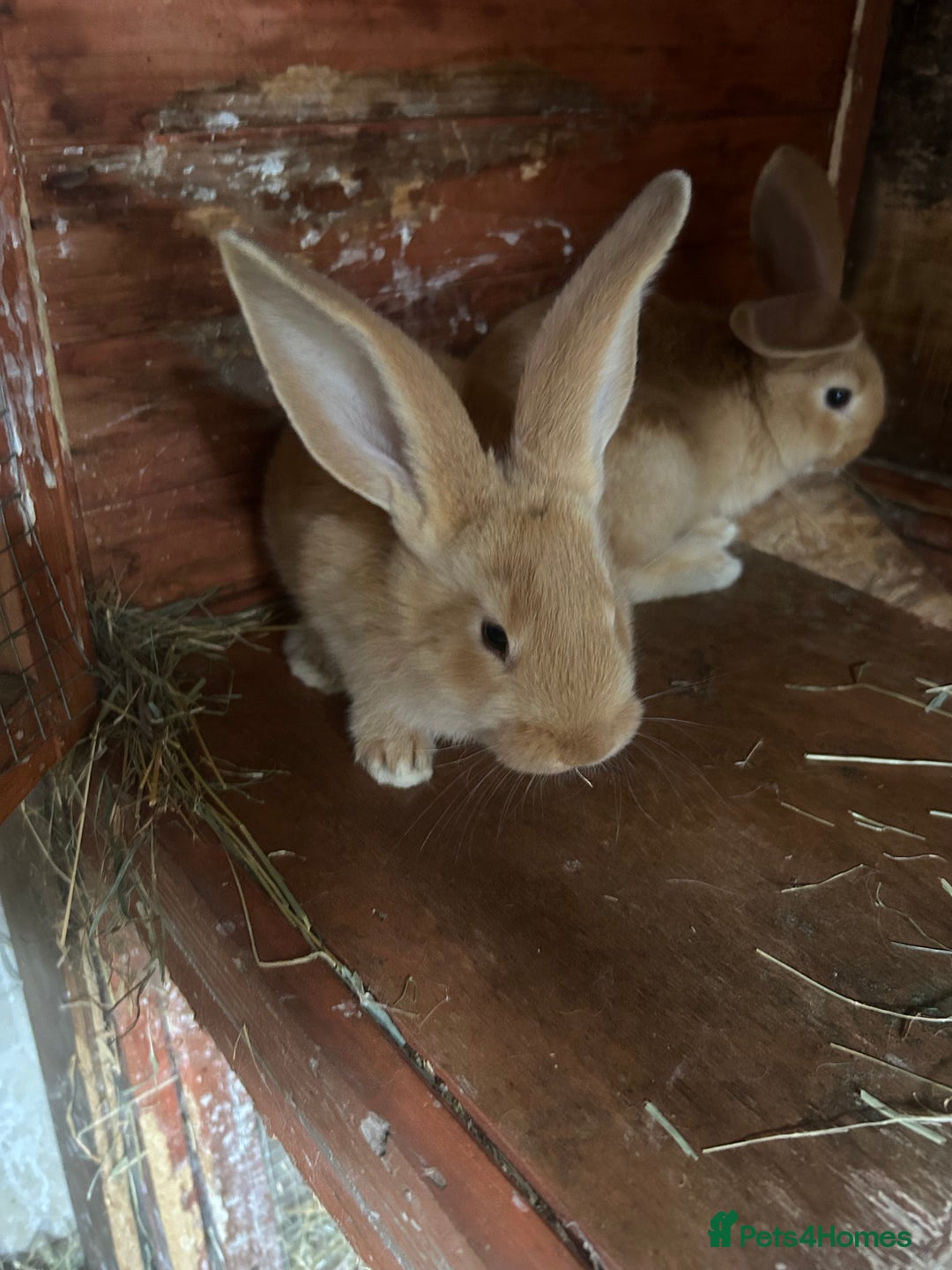 Continental Giant rabbits for sale: Yellow Continental Giant Kits. Ready to RESERVE - Image 7