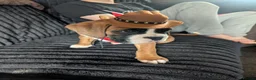 Boxer dogs for sale: Stunning boxer puppies  - Advert 29