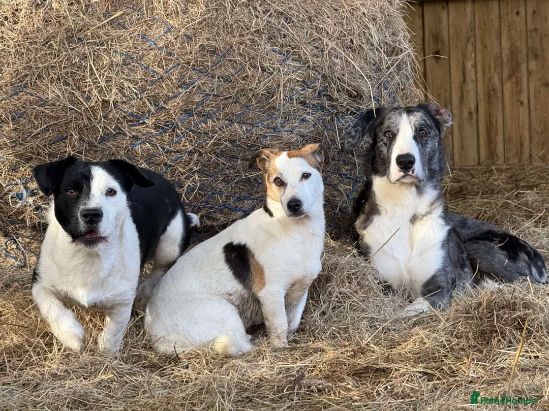 Lurcher dogs for sale: 2yo Blue Merle Lurcher, lovely kind and sweet  in Beaworthy - Advert 2