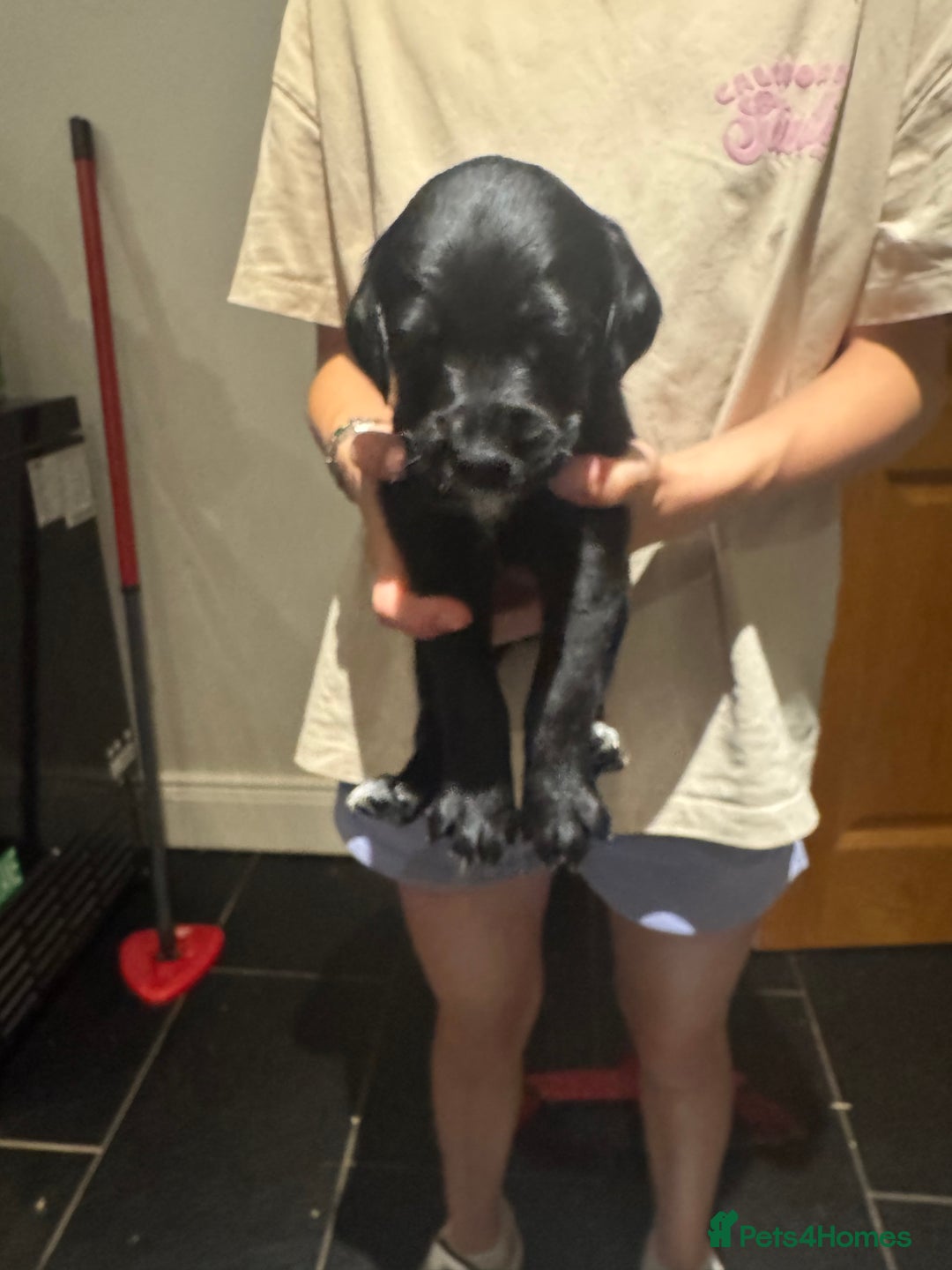 Mixed Breed dogs for sale: Sprollies - Image 17