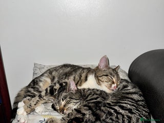 Mixed Breed cats Two Bonded Male Kittens – Neutered, Indoor - Advert 3