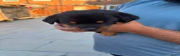Rottweiler dogs for sale: Fazal  - Advert 16