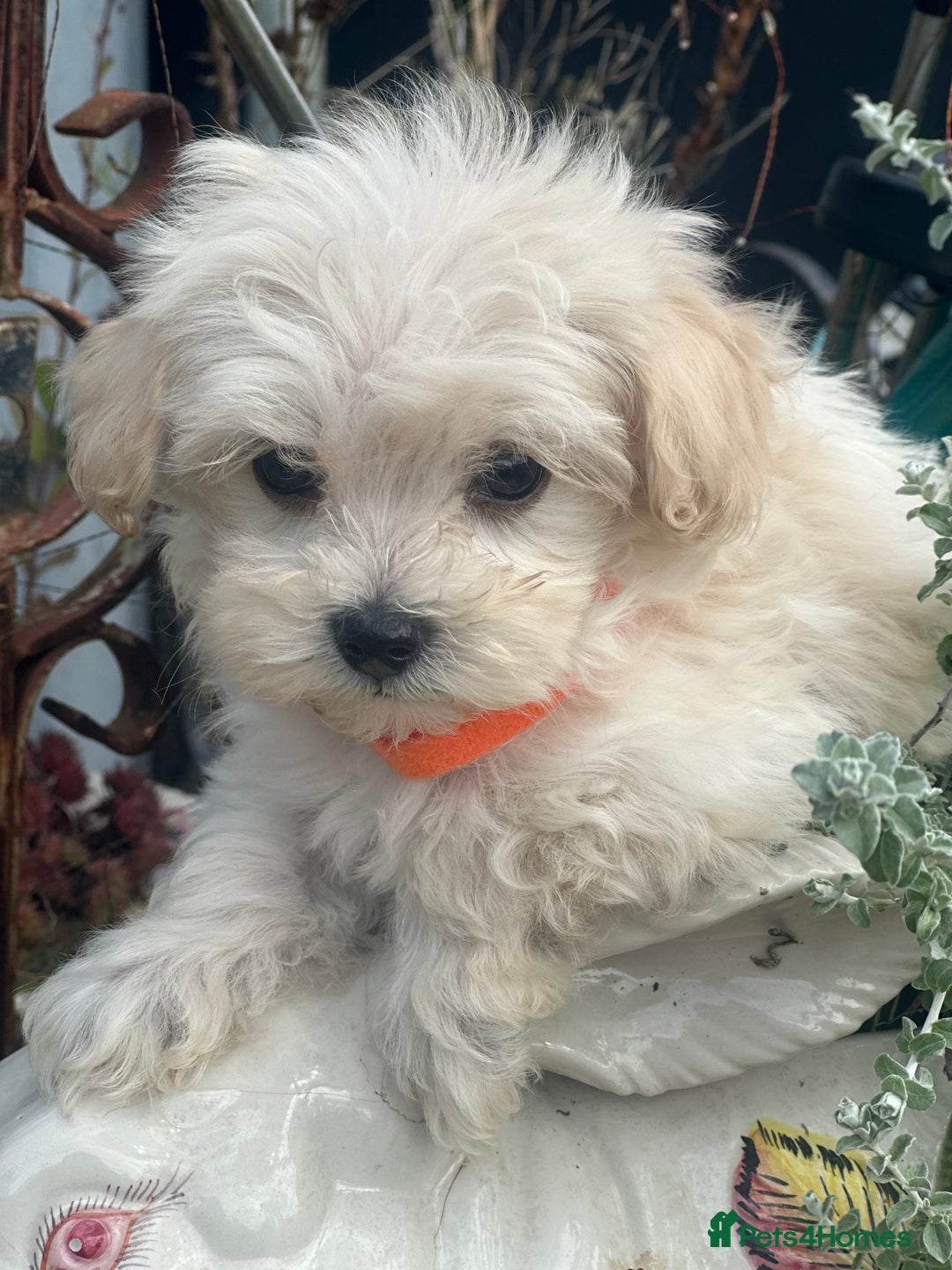 Maltipoo dogs for sale: F1 maltipoo - Image 20