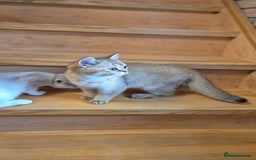 British Shorthair cats for sale: British shorthair  - Image 14