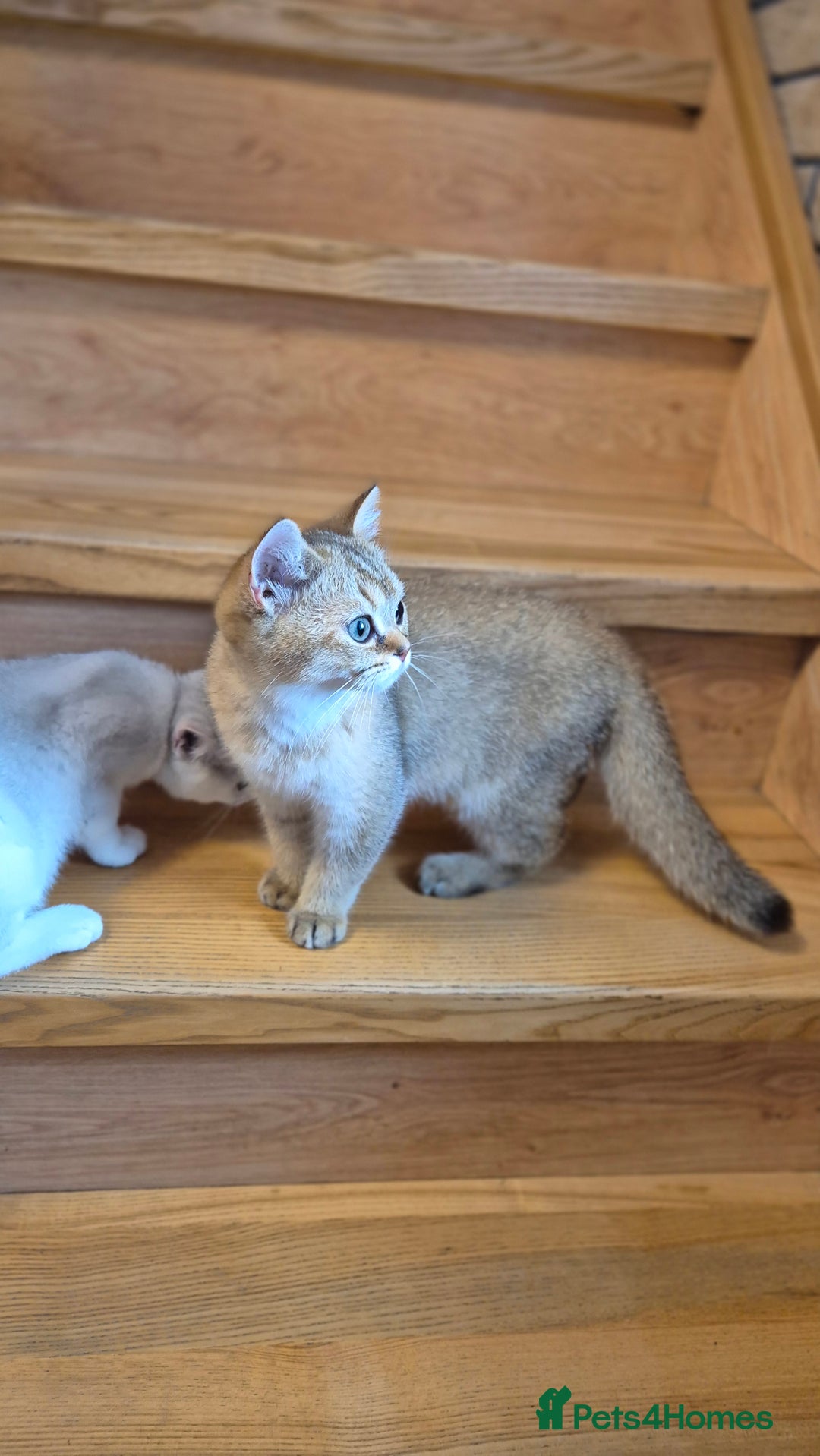 British Shorthair cats for sale: British shorthair  - Image 14