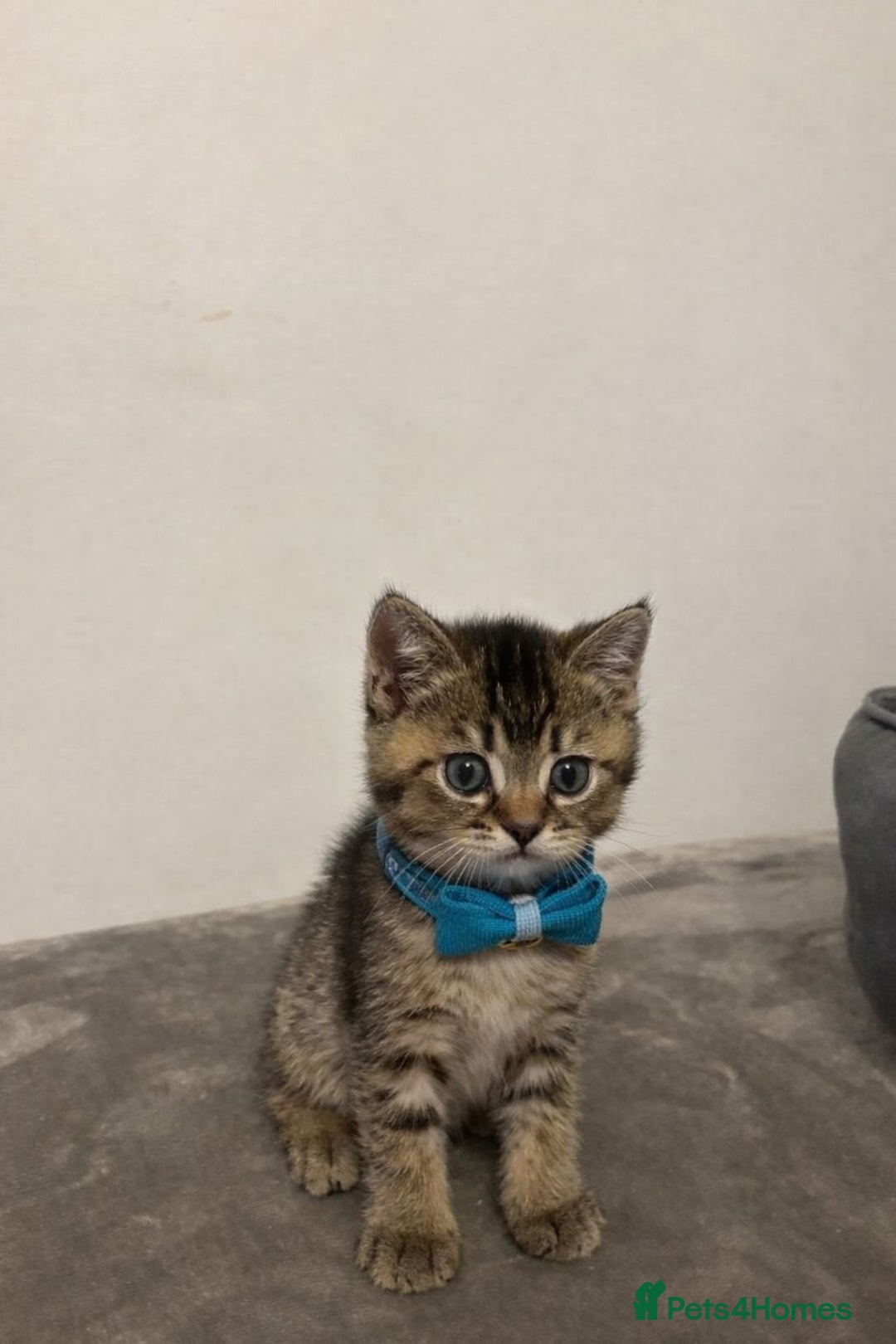 British Shorthair cats for sale: 4 British shorthair kittens available  - Advert 5