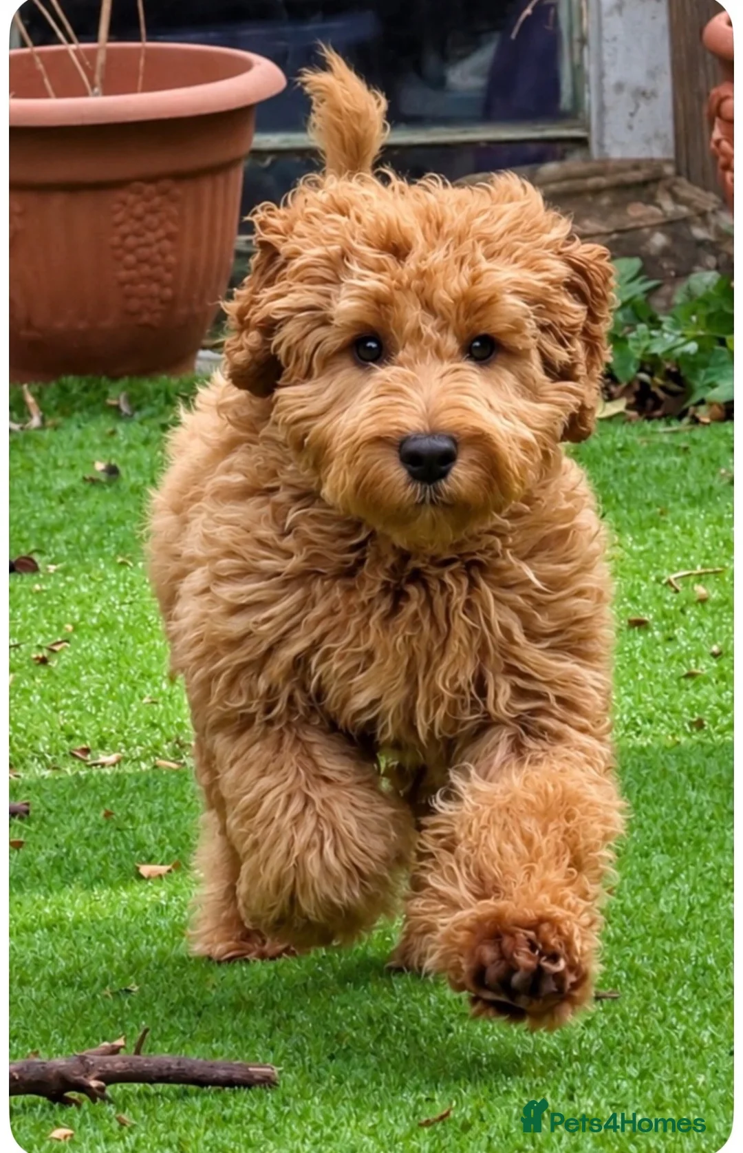 Cockapoo dogs for sale: 6 month old cockapoo needing a loving new home  - Advert 2