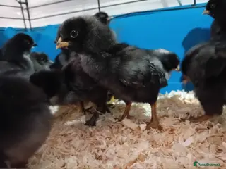 Chickens poultry Blue & Green Egg Genetics Chicks, Reared with Love - Advert 14