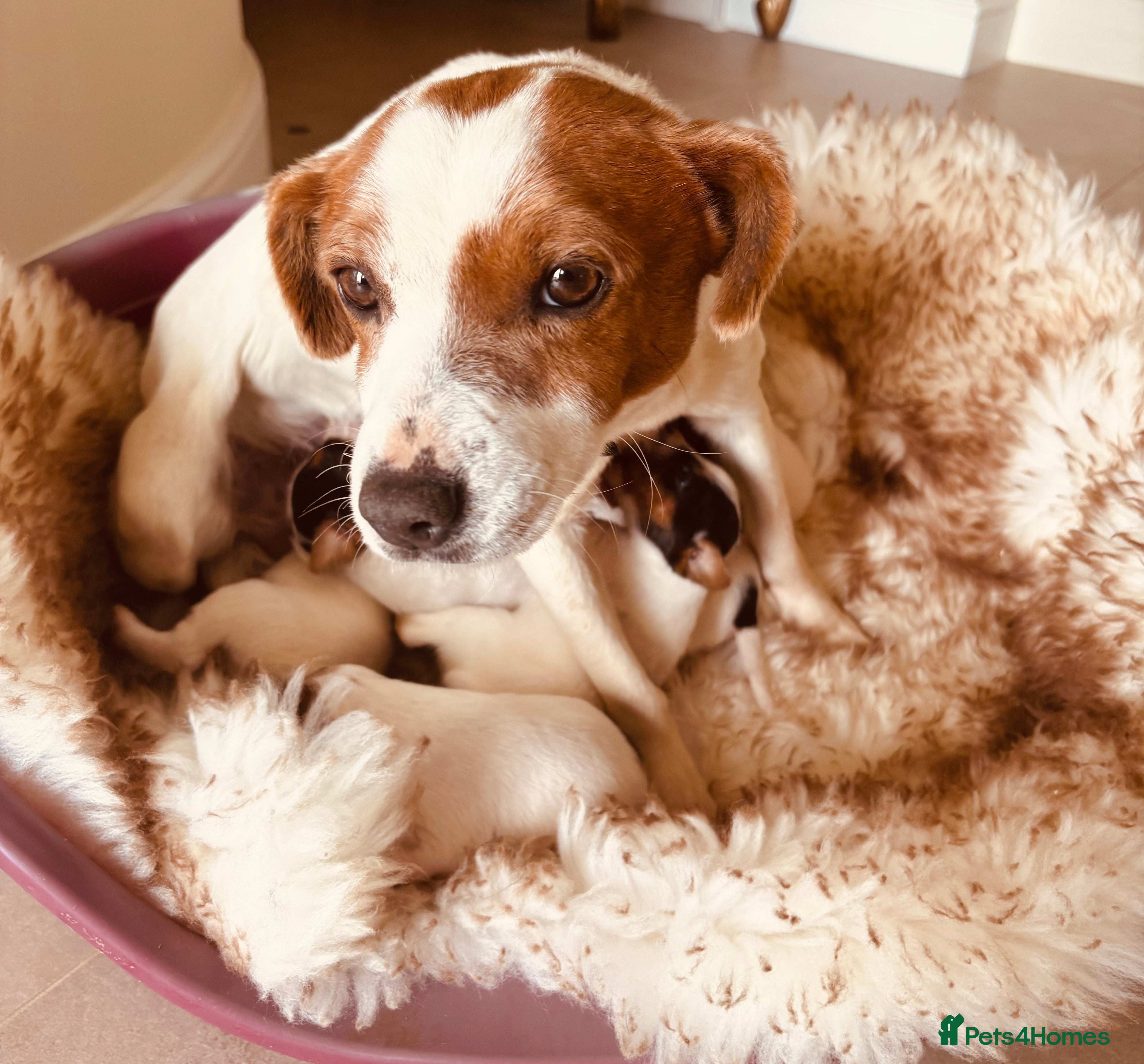 Mixed Breed dogs Beautiful parson jack Russells - Advert 4